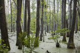 Enchanted Forest Note Card Collection