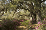 The Colors of Charleston II Variety Pack