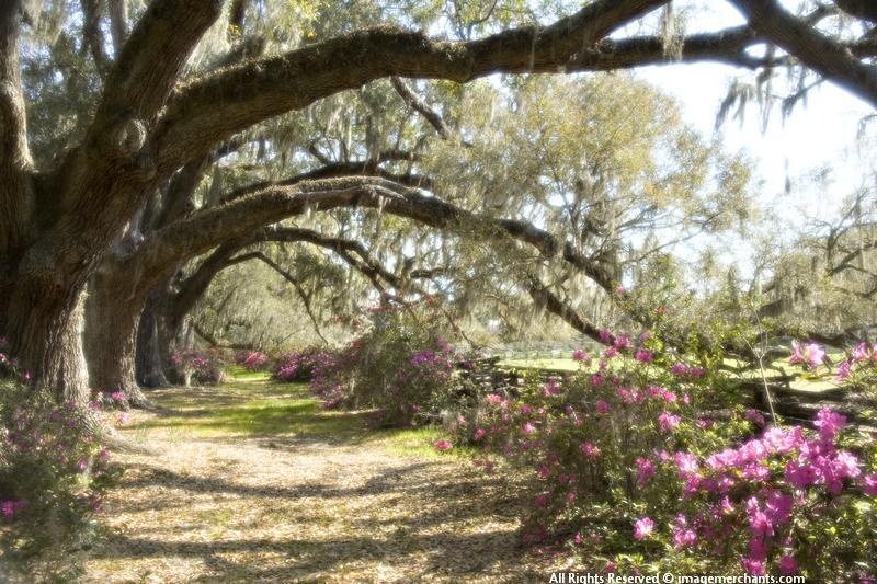 Charleston South Carolina, Magnolia Plantation, South in the spring