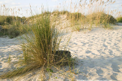 Beach Grass/Folly Beach