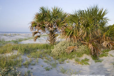 Folly Palms Note Card