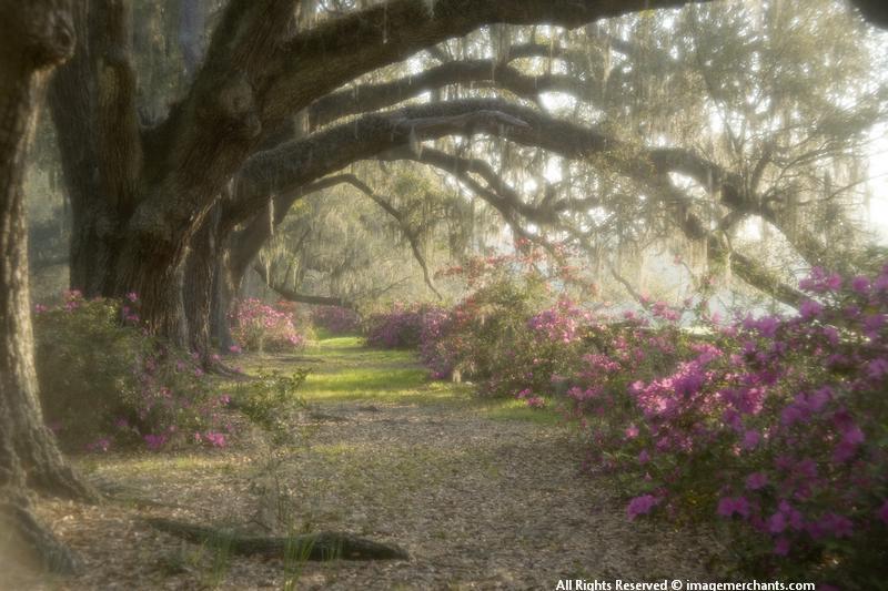 Charleston South Carolina, Magnolia Plantation, spring flowers, azaleas
