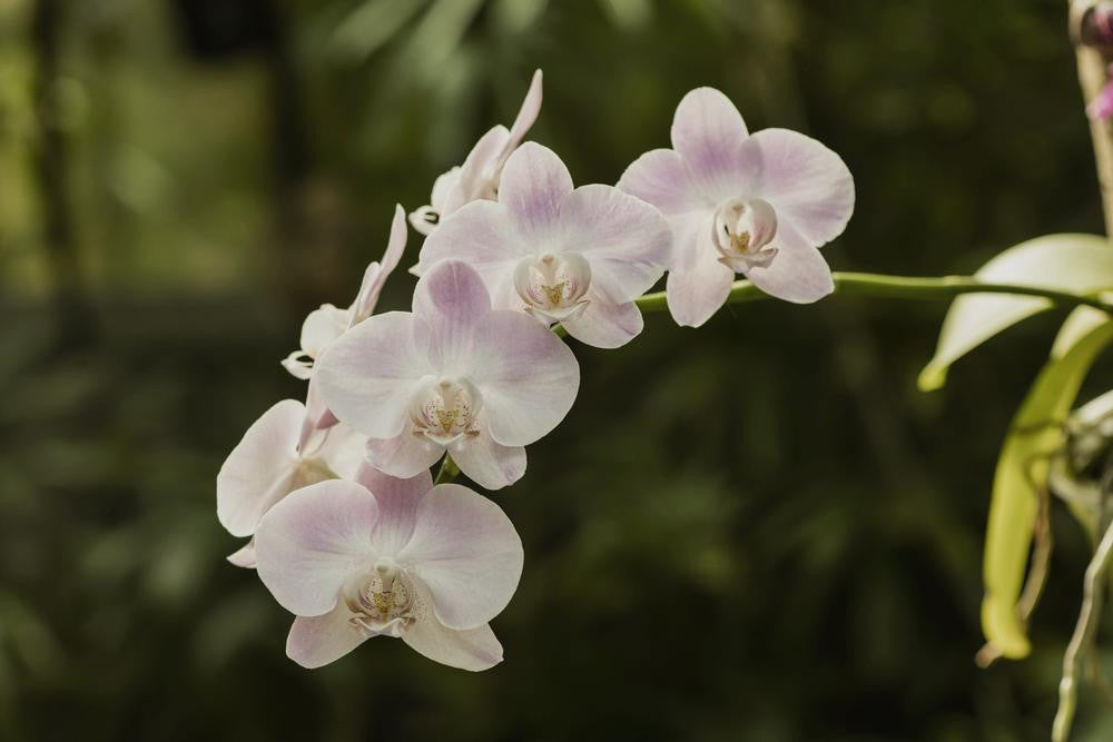White Pink Orchids